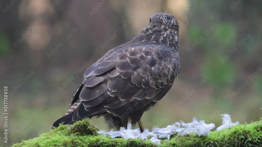 Common buzzard sitting on the forest meadow and pluck a woodpigeon, winter, (buteo buteo), germany Common buzzard sitting on the forest meadow and pluck a woodpigeon, winter, (buteo buteo), germany