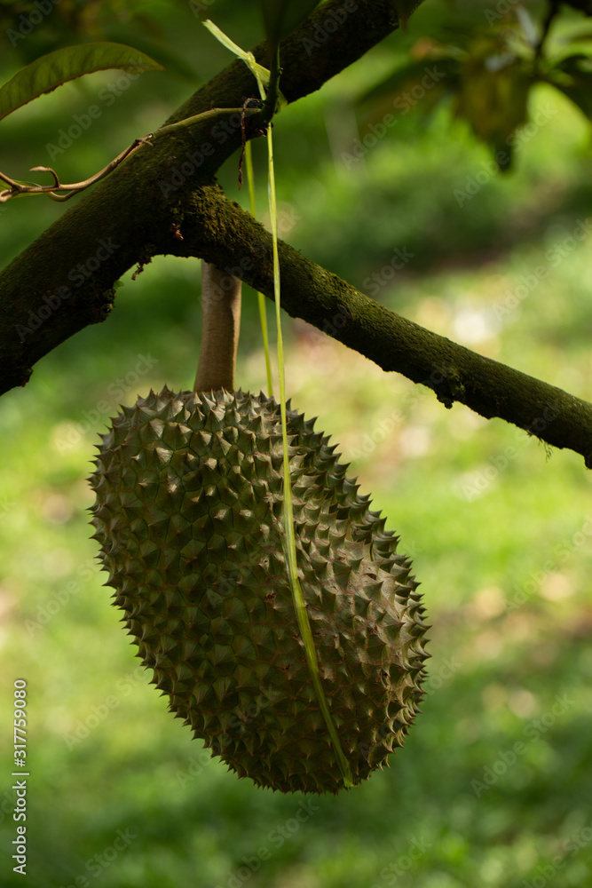 Durians fruit Hanging on The High Tree in The Garden Durians fruit Hanging on The High Tree in The Garden