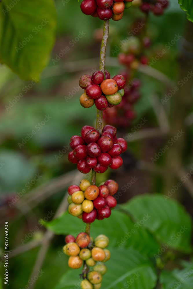 Robusta, red cherry coffee bean on coffee tree