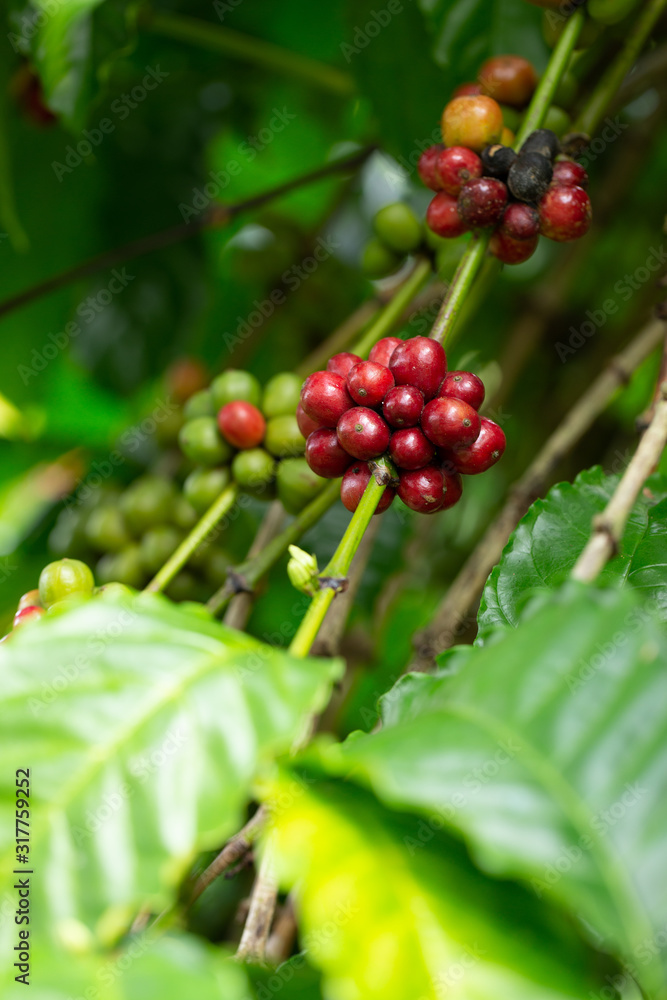 Robusta, red cherry coffee bean on coffee tree Robusta, red cherry coffee bean on coffee tree