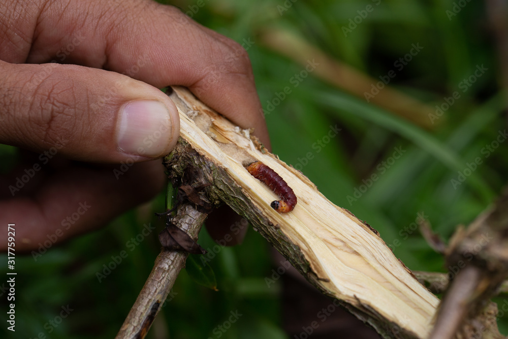 coffee stem borer. Diseases and pests affecting coffee plants. Stock