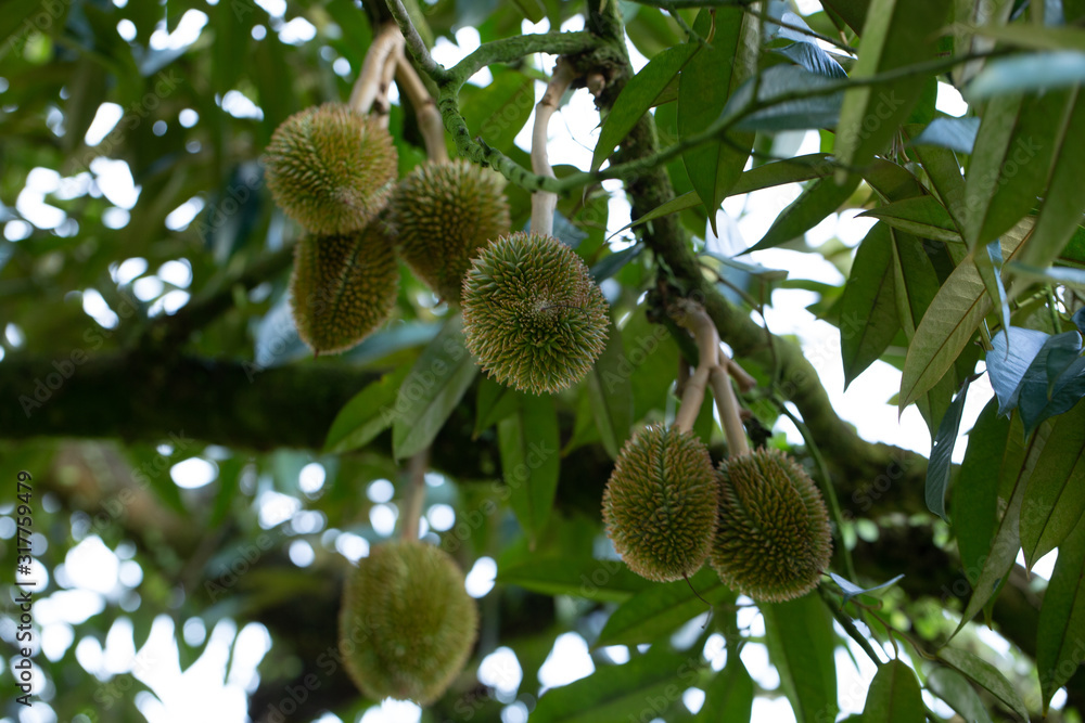 Durians fruit Hanging on The High Tree in The Garden Durians fruit Hanging on The High Tree in The Garden
