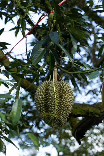 Durians fruit Hanging on The High Tree in The Garden