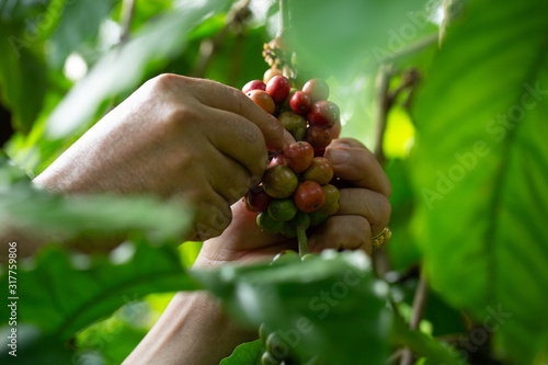 Coffee farmer picking ripe robusta coffee berries for harvesting photo