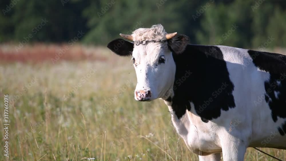 Domestic cow grazing on farm pasture with green grass. Domestic cow grazing on farm pasture with green grass.