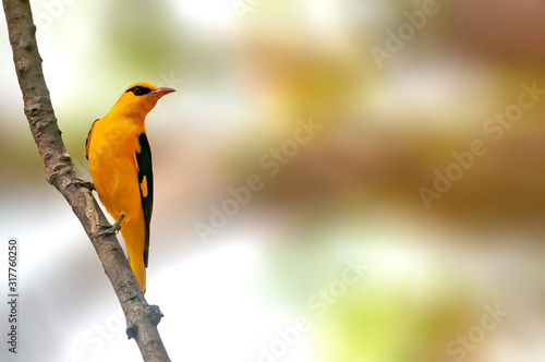 Indian golden oriole perched on a tree