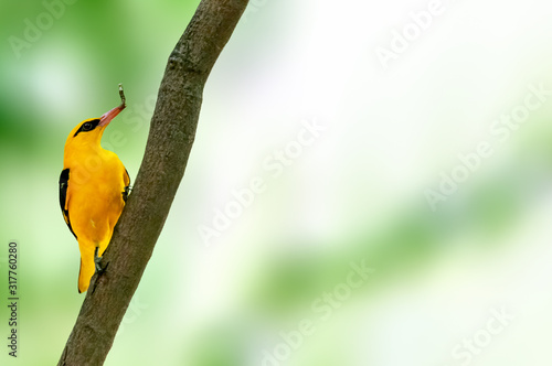 Εκτύπωση καμβά Indian golden oriole perched on a tree with caterpillar in its beak