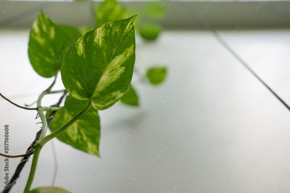 ivy leaf climbing on twisted ivy leaf climbing on twisted