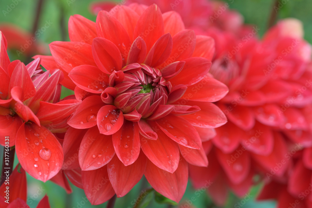 red dahlia flowers on a green background with bokeh red dahlia flowers on a green background with bokeh