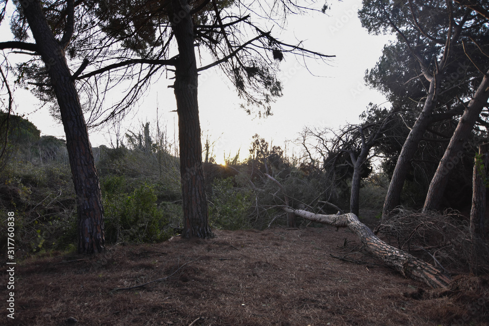 the sun hovering between the treetops the sun hovering between the treetops