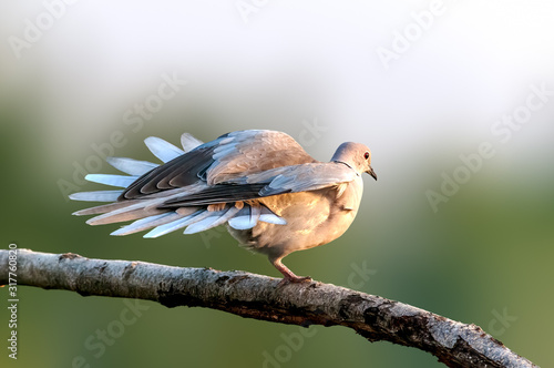 Eurasian collared dove sitting on a tree branch doing yoga