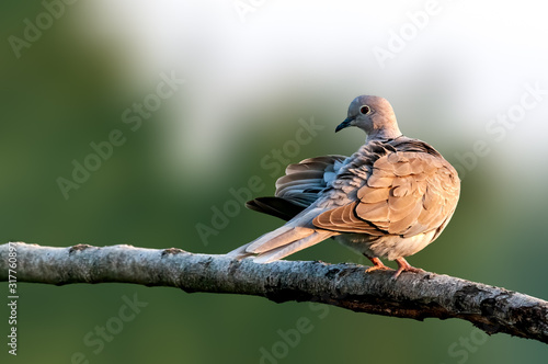 Photos Eurasian collared dove sitting on a tree branch doing preen