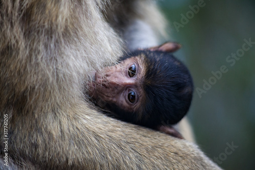 Nursing baby monkey