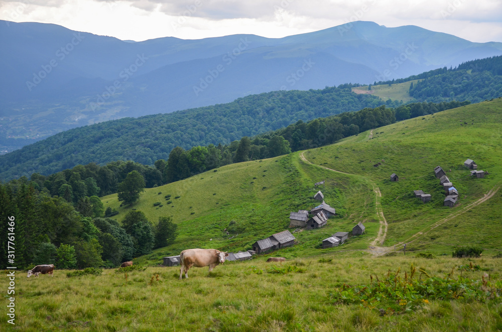 Cows graze on a green pasture on the Menchul meadow on the background of the  houses of the shepherds, barns for cows and beautiful mountains, Carpathians, Ukraine