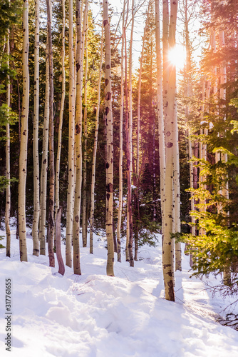 Trees in snowy forest with sun peaking through trees.