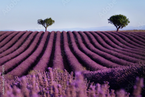 Lavender field summer landscape near Valensole. Provence,France