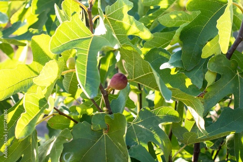 Tableau sur toile a ripe figs on the green fig tree