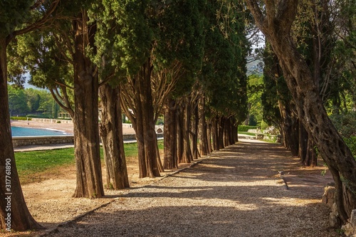 Shady alley of old trees on the shore of the Bay of Kotor in Montenegro