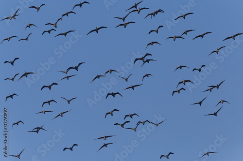 close up of flock of great cormorants flying in blue sky