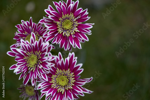 Close up of Chrysanthemum indicum flower. Known as Indian chrysanthemum. Purple chrysanthemum  flower on blurry background.