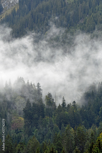 nebel steigt aus tannenwald