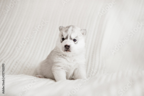 Adorable silver dog of breed of Siberian Husky puppy with brown eyes lying down indoors on a white background