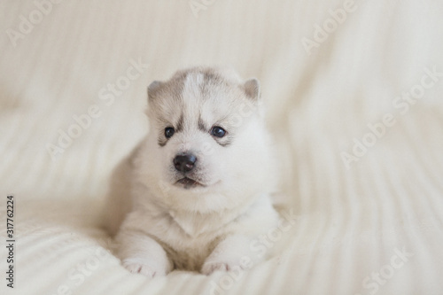 Adorable silver dog of breed of Siberian Husky puppy with brown eyes lying down indoors on a white background