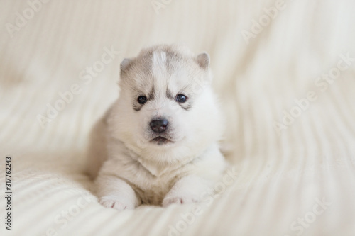 Adorable silver dog of breed of Siberian Husky puppy with brown eyes lying down indoors on a white background © Olga Gimaeva