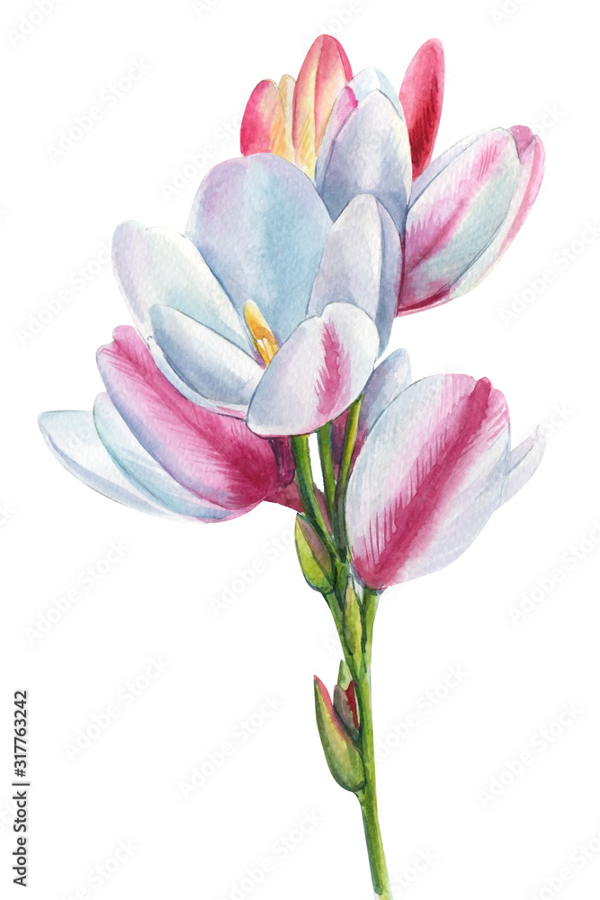 Naklejka premium flowers on an isolated background, watercolor illustration, hand drawing, botanical painting, flora design, freesia