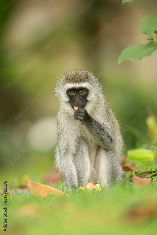 Fototapeta premium Vervet Monkey eating food from forest floor near lake Naivasha, Kenya, Africa