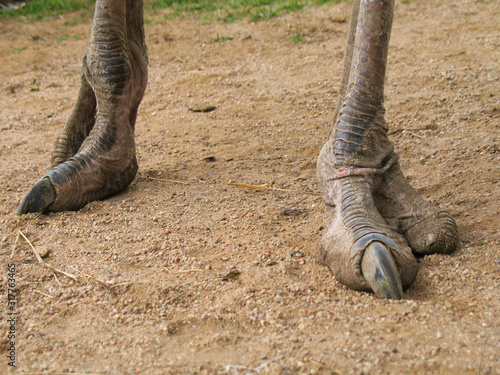 Close-up of an ostrich long legs with big claws. African ostrich paws with two fingers. Big bird legs with linked skin. 