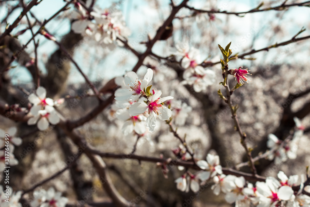 Beautiful and colorful image of flowers sprouting from the branches. Spring Announcement. Almond Blossom Season. Beautiful and colorful image of flowers sprouting from the branches. Spring Announcement. Almond Blossom Season.