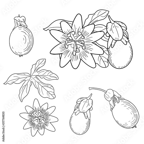Passion flower. Floral elements in sketch style. Line style. Isolated on white background.