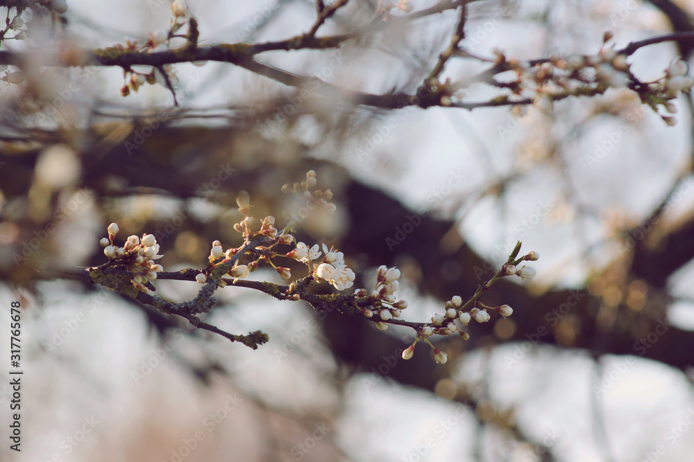 spring blooming tree with white flowers spring blooming tree with white flowers