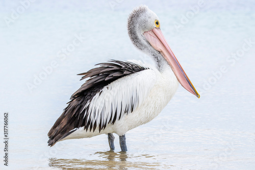 Kanfgaroo Island, South Australia- March 2019: Australian pelican (Pelecanus conspicillatus) on seacoast. photo