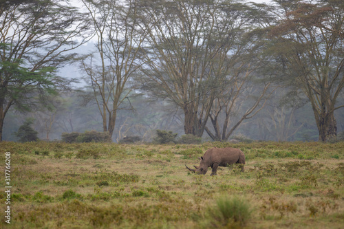 Rare and Endangered White Rhino near Lake Nakuru in Kenya  Africa