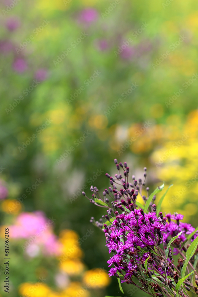 Obraz premium The vivid purple flowers of New York ironweed (Vernonia noveboracensis) angainst a soft-focus background of colorful garden flowers, with copy space