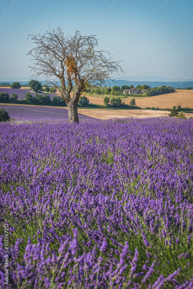 France, Alpes-de-Haute-Provence, Lavender field near Valensole France, Alpes-de-Haute-Provence, Lavender field near Valensole
