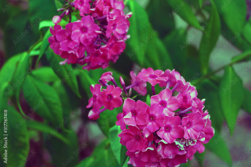 Pink Hydrangea Flower. Hydrangea macrophylla in the garden. Pink Hydrangea Flower. Hydrangea macrophylla in the garden.