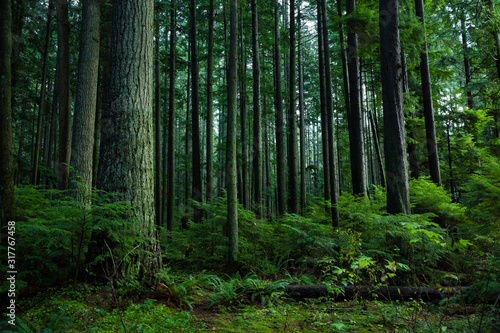 View of trees in forest photo
