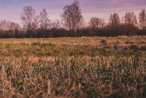 Fototapeta Naklejka Na Ścianę i Meble -  Brzozy o zachodzie słońca, piękne pomarańczowe niebo, złota godzina