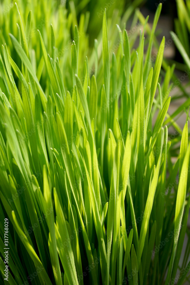 Closeup of the bright green leaf blades of Closeup of the bright green leaf blades of