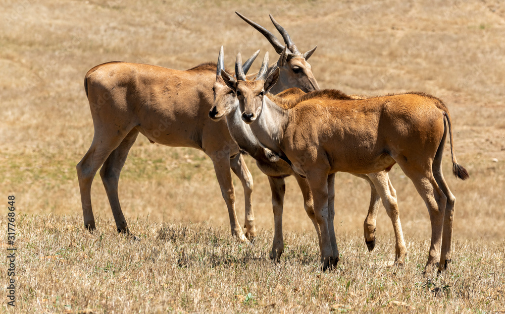 Fototapeta premium Caaledon,Western Cape, South Africa. Dec 2019. Eland on a farm in the Overberg region of South Africa