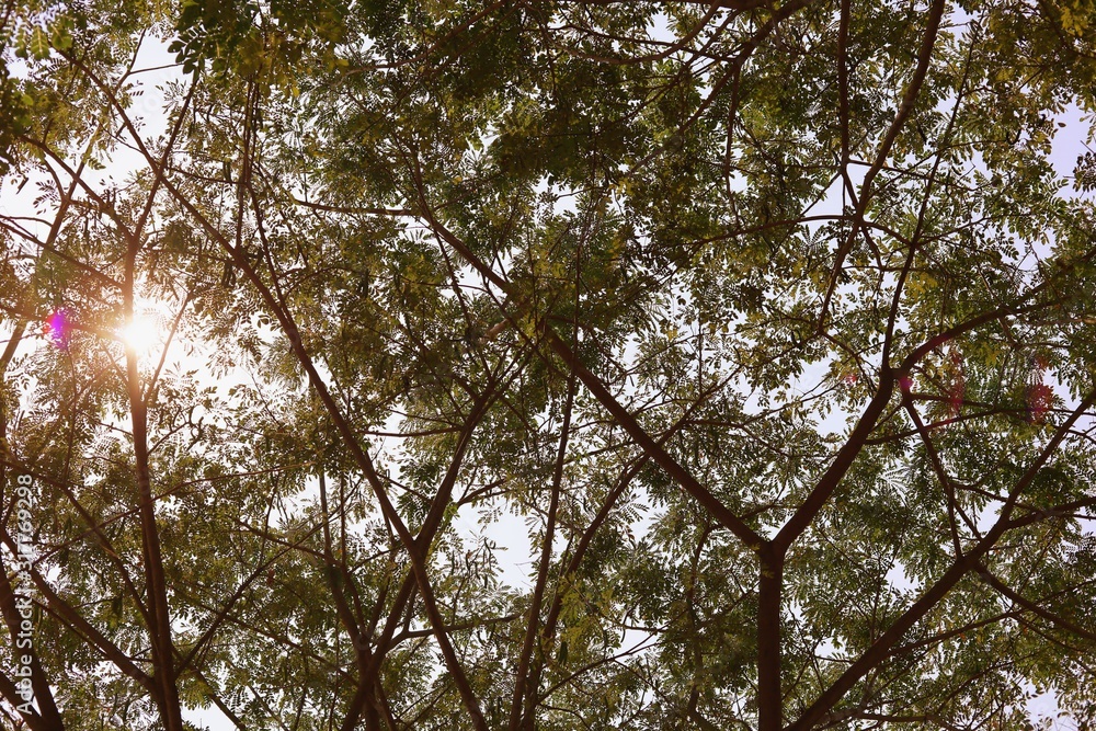 Natural green forest tree branches for ecology and environmental concept Natural green forest tree branches for ecology and environmental concept