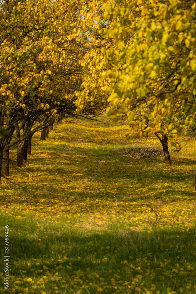 A beautifully lit alley of trees in the orchard A beautifully lit alley of trees in the orchard