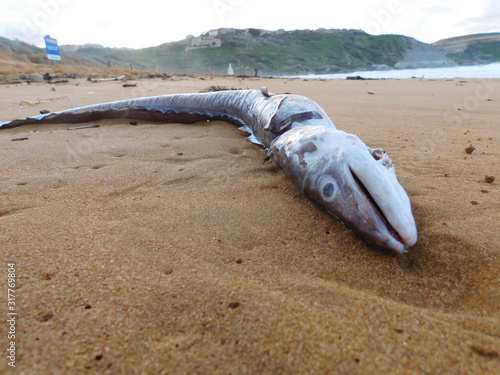 Obraz na płótnie Conger eel washed up on the beach, carcass of fish on Malta, Ramla beach