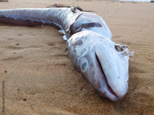 Conger eel washed up on the beach, carcass of fish on Malta, Ramla beach photo