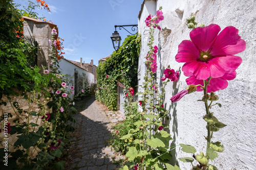 Roses trémières sur l' île de ré