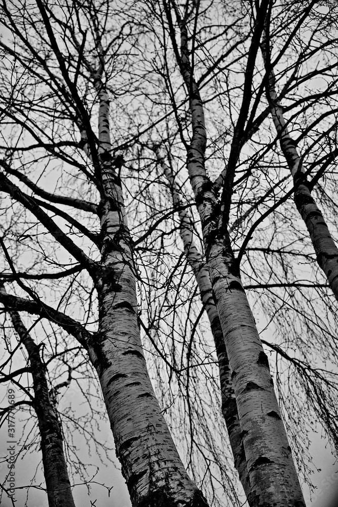 Birch trees in the winter Mari forest. Birch trees in the winter Mari forest.