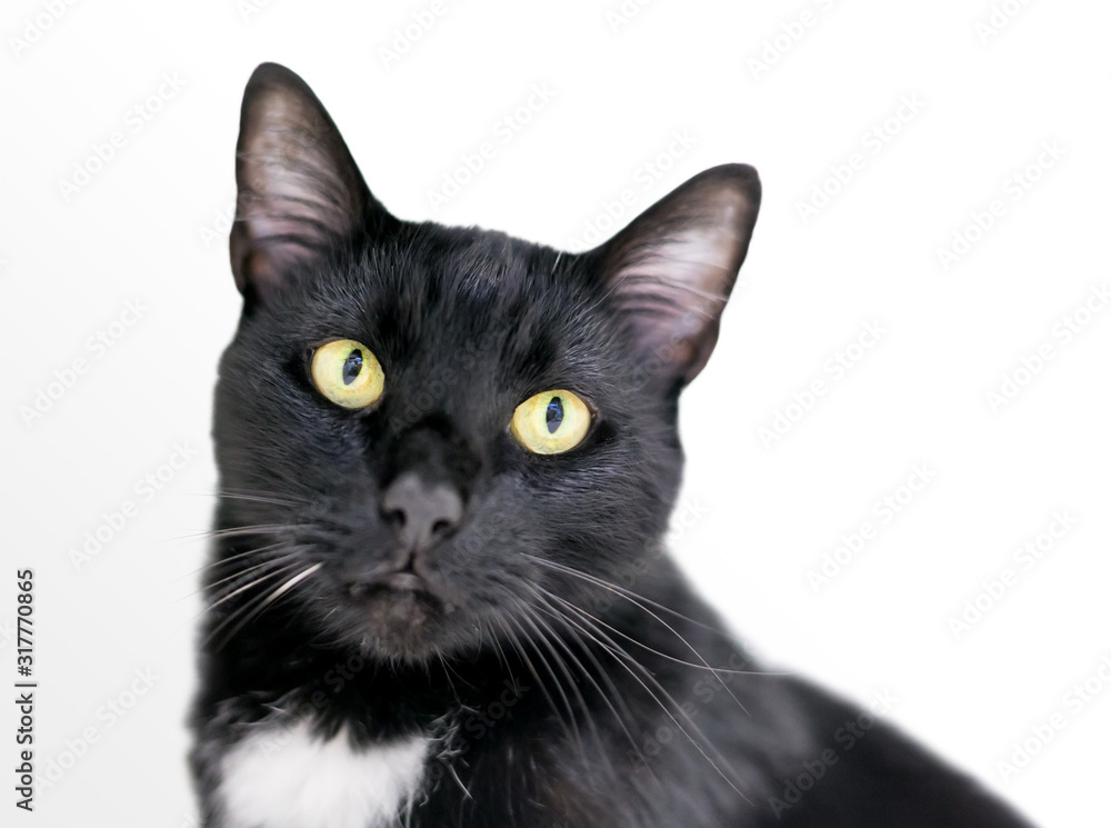 A black and white domestic shorthair Tuxedo cat with yellow eyes